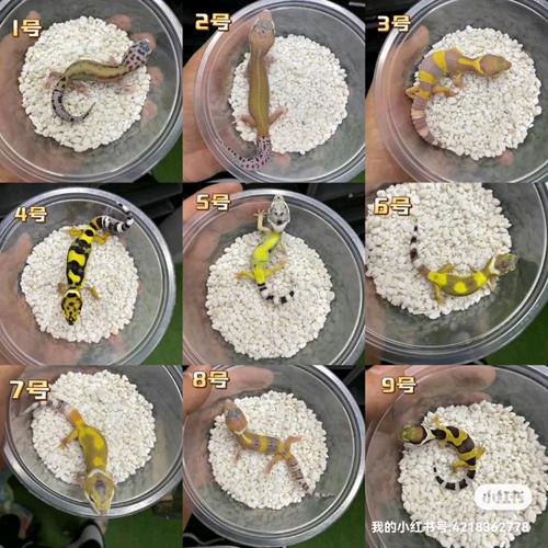 守宮多久餵一次鈣粉:爬蟲專家詳解補鈣頻率、方式與注意事項 1 守宮多久餵一次鈣粉