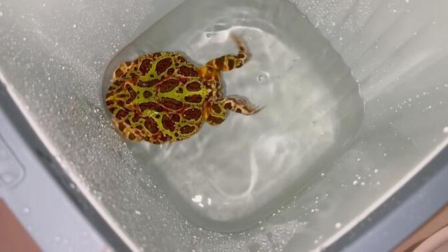 角蛙需要游泳嗎