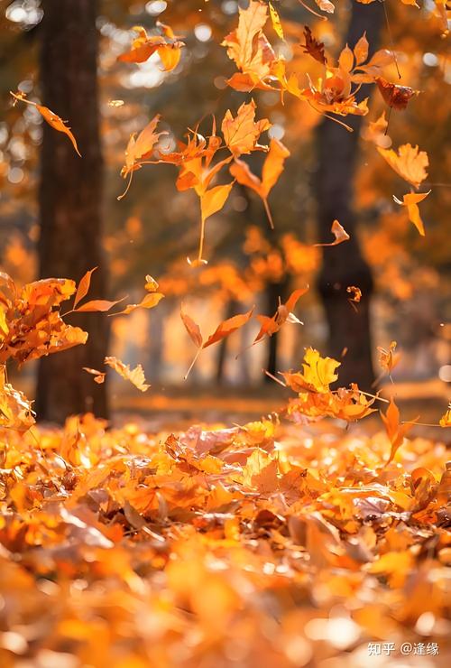 秋天是什麼感覺