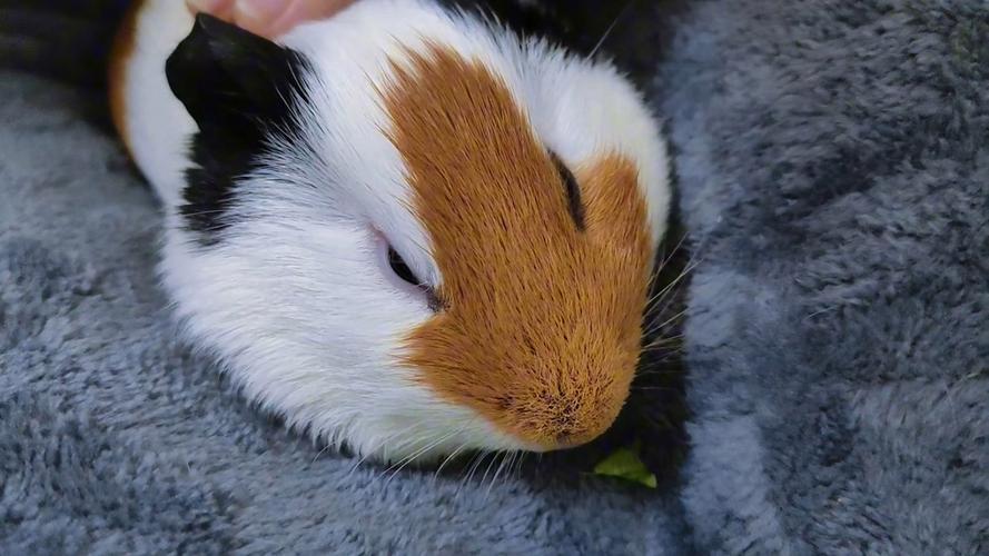 天竺鼠智商幾歲