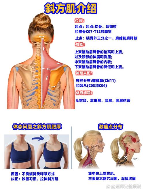 為什麼斜方肌大