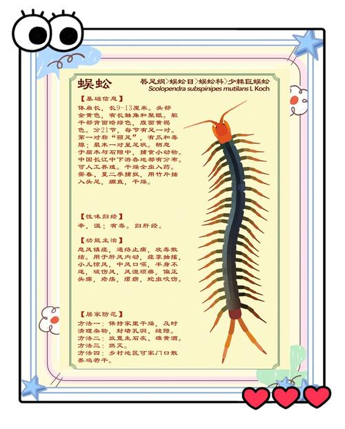 如何殺死蜈蚣:終結家中蜈蚣危機的全面指南 1 如何殺死蜈蚣