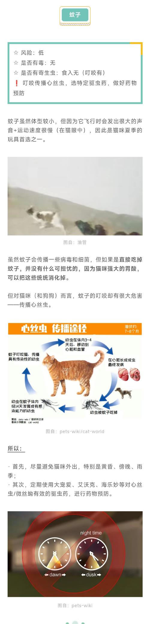 貓可以吃蚊子嗎