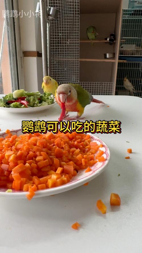 鸚鵡能吃柚子嗎