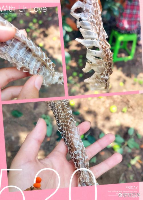 蛇會吃自己的皮嗎?揭開蛇類蛻皮的奧秘與真相 1 蛇會吃自己的皮嗎