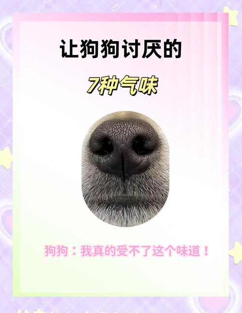 狗狗為什麼喜歡臭味?深入解析毛小孩嗅覺世界的奧秘 1 狗狗為什麼喜歡臭味