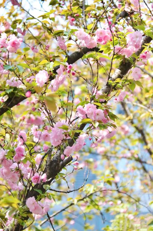 金山有櫻花嗎:陽明山國家公園與北海岸櫻花秘境全攻略 3 金山有櫻花嗎