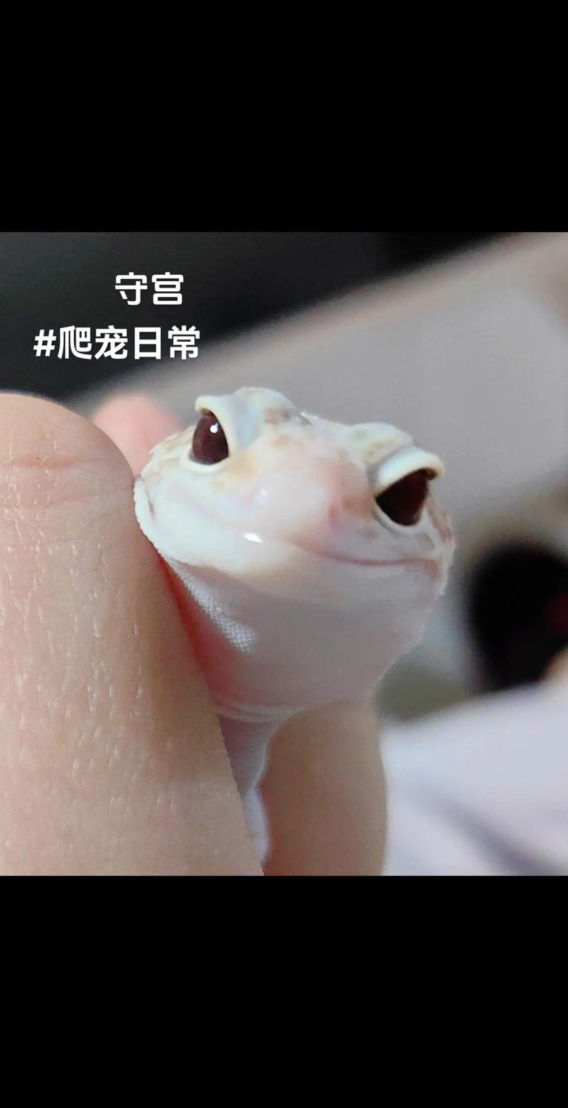為什麼守宮要舔眼睛:深入解析守宮清潔與保養眼睛的奧秘 1 為什麼守宮要舔眼睛