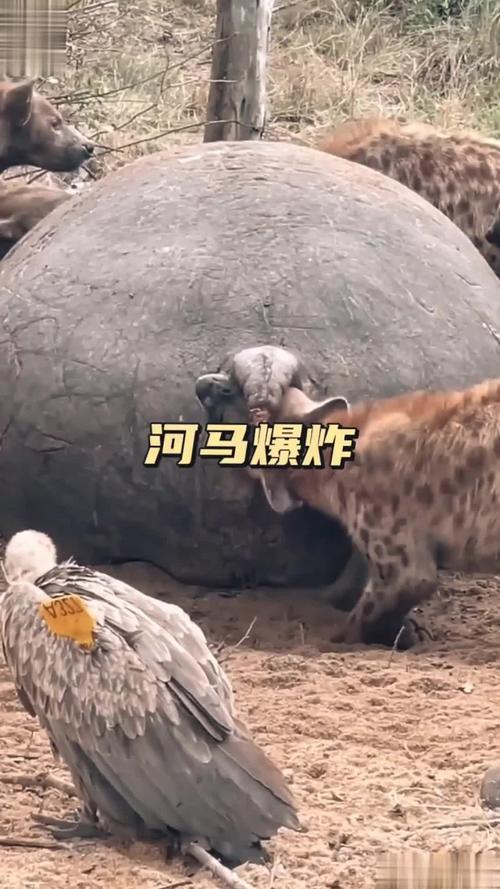 河馬為什麼會爆炸