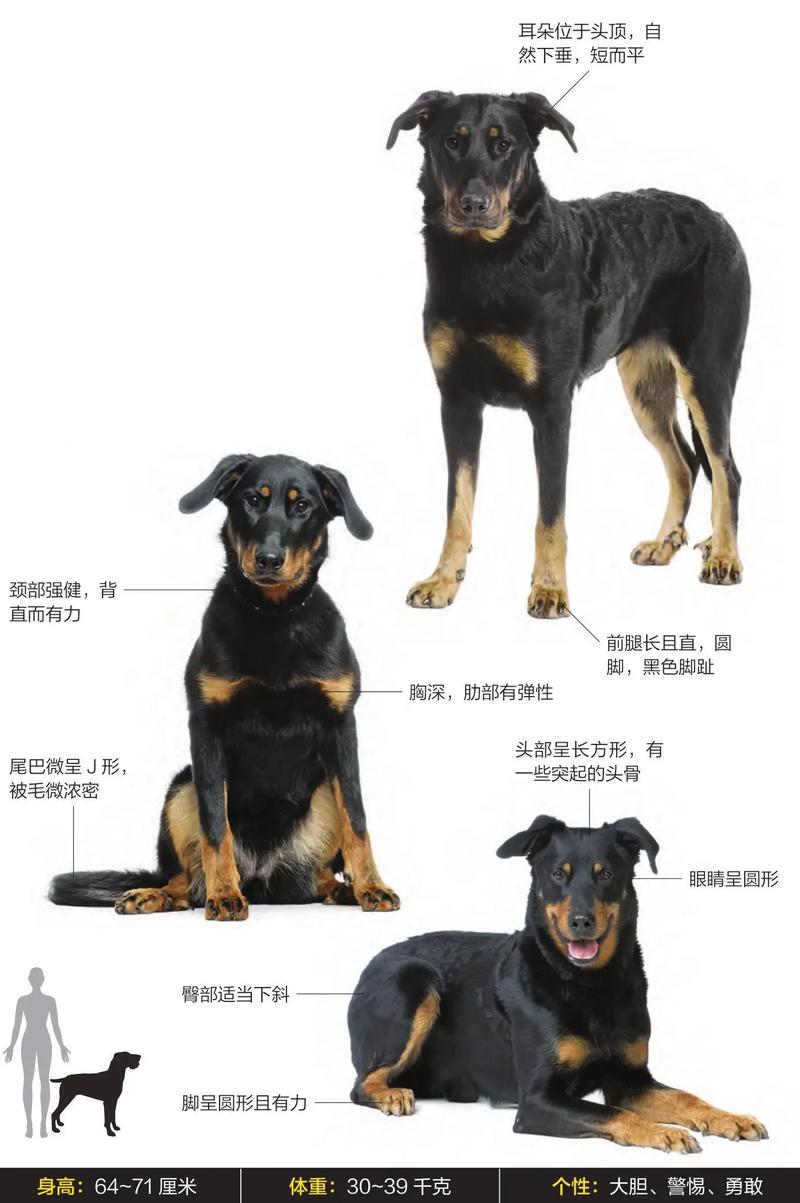 什麼狗不會長大