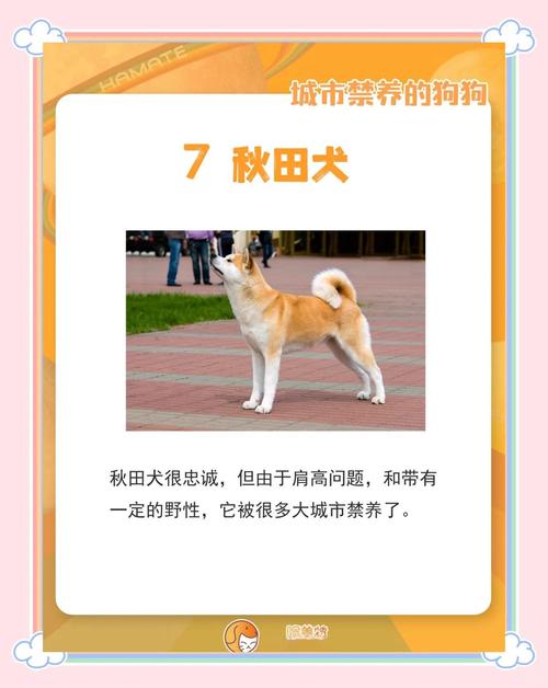 台灣禁養哪些狗