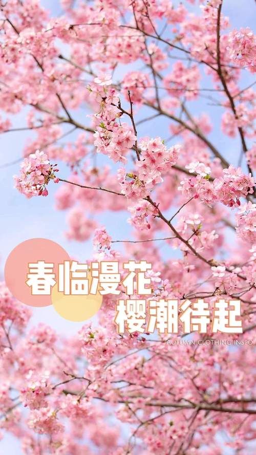 櫻花滿開撐幾天