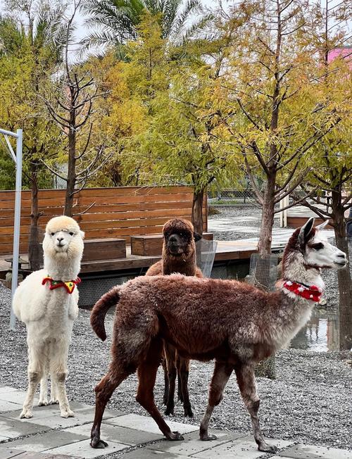 張美阿嬤農場 寵物可以去嗎