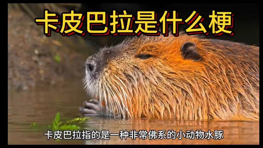 卡皮巴拉為什麼叫卡皮巴拉