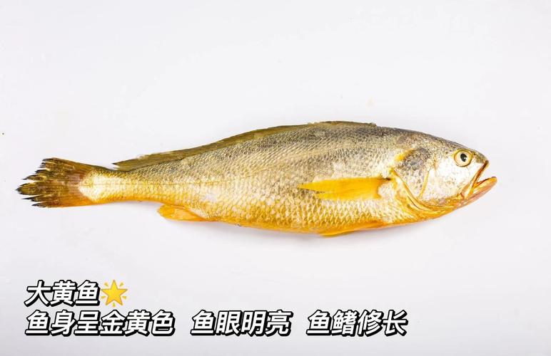 黃魚可以拜拜嗎:探討供品魚的選擇與習俗 1 黃魚可以拜拜嗎