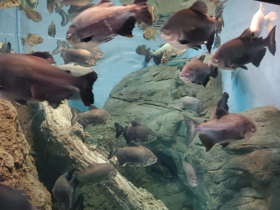 遠雄海洋公園怎麼去