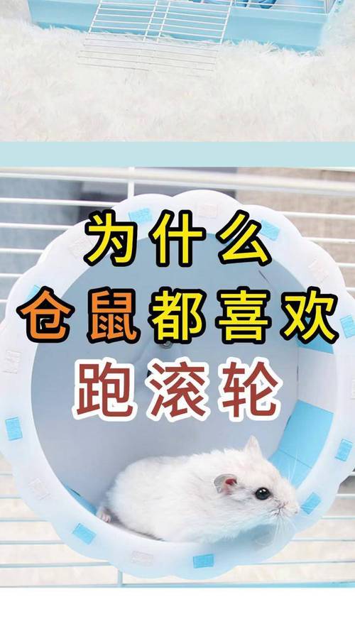 為什麼倉鼠會一直跑滾輪深入解析倉鼠跑滾輪的奧秘與飼養指南 1 為什麼倉鼠會一直跑滾輪