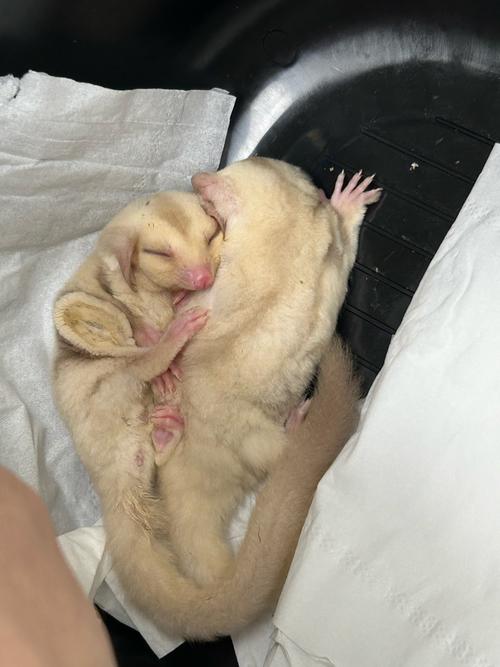 蜜袋鼯晚上看得到嗎