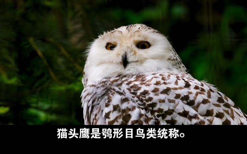 為什麼貓頭鷹叫貓頭鷹
