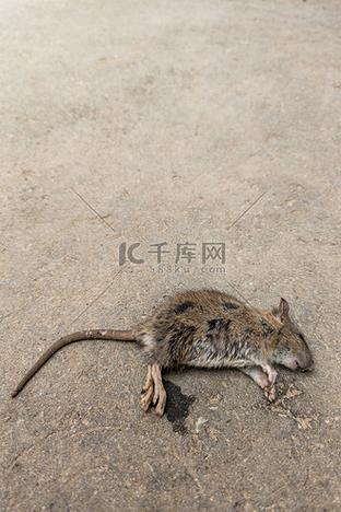 老鼠死掉是什麼味道