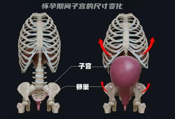 子宮拿掉肚子會變小嗎