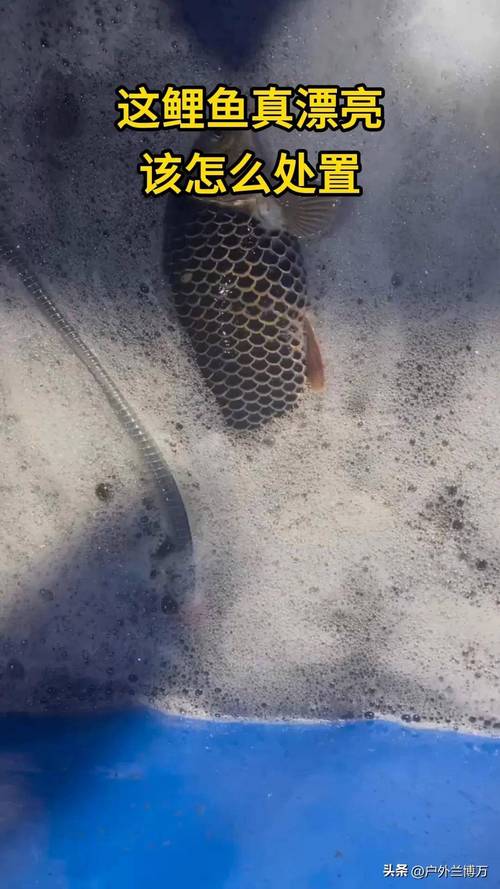 為什麼 釣 烏 鰡 子線 要 那麼 長:深度解析烏鰡子線長度之奧秘與實戰技巧 3 為什麼 釣 烏 鰡 子線 要 那麼 長