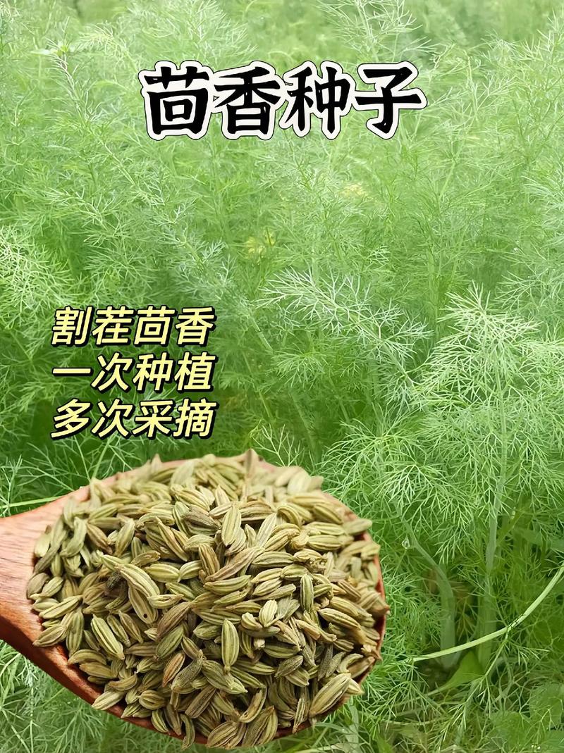 茴香一斤多少錢?台灣市場茴香價格、購買指南與影響因素全解析 1 茴香一斤多少錢