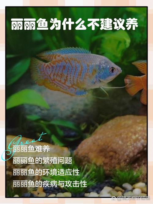 麗麗魚兇嗎