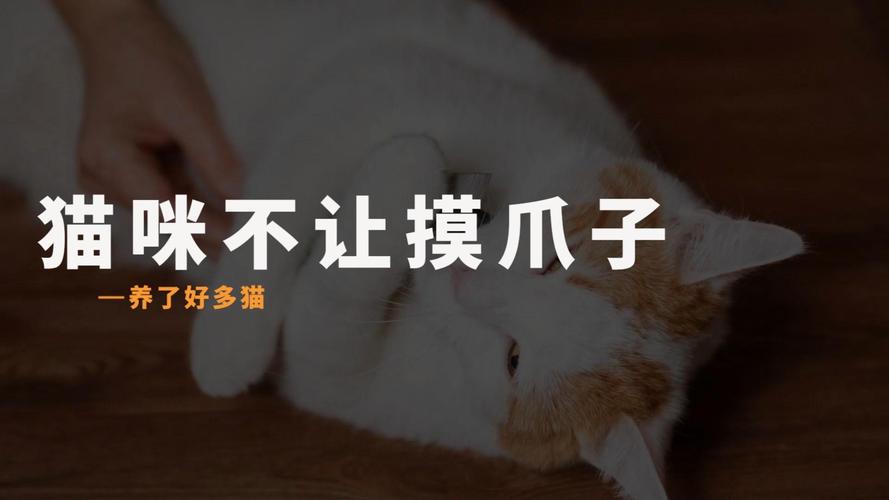 為什麼貓咪不給摸