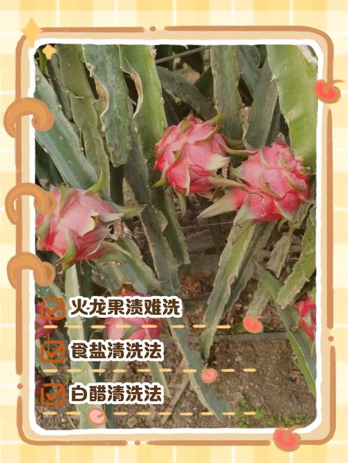 火龍果怎麼洗掉:解決衣服、皮膚與器具的頑固果漬 3 火龍果怎麼洗掉