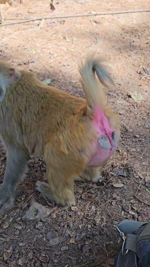 猴子最不喜歡什麼線:深入解析與有效驅猴策略 3 猴子最不喜歡什麼線