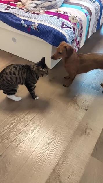 狗跟貓打架誰贏