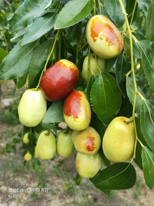 大棗是什麼 - 您不可不知的東方養生聖品 1 大棗是什麼