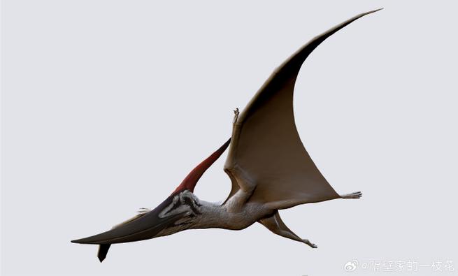 無齒翼龍吃什麼