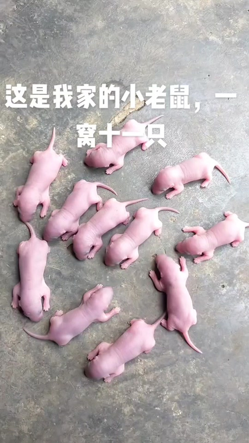 老鼠一胎可以生幾隻