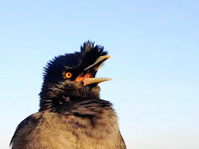 鳥哥是什麼鳥:從入門到精通,認識台灣Linux社群的傳奇導師 1 鳥哥是什麼鳥