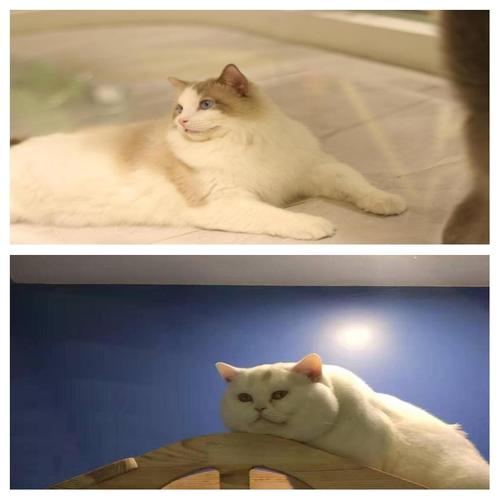 左手香 貓咪可以聞嗎