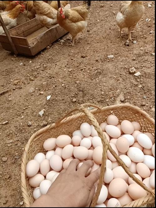 老母雞生的蛋比較大嗎