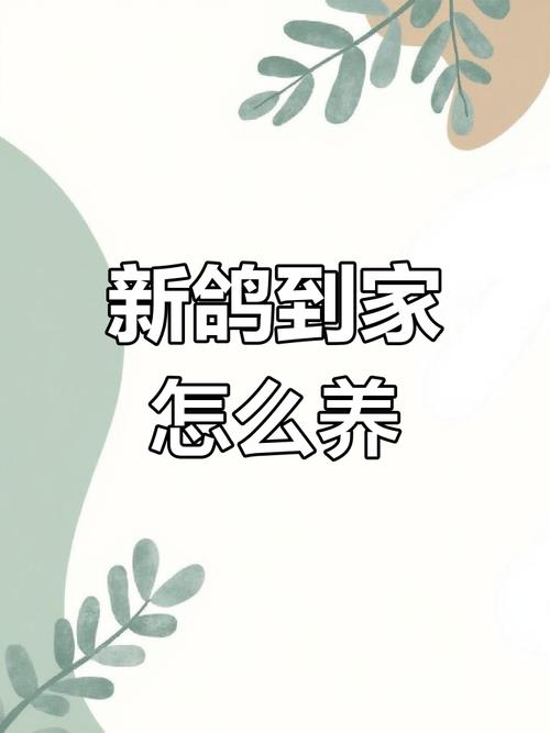鴿子怎麼照顧:從飲食、住所到健康,最詳盡的信鴿、寵物鴿照護指南 1 鴿子怎麼照顧