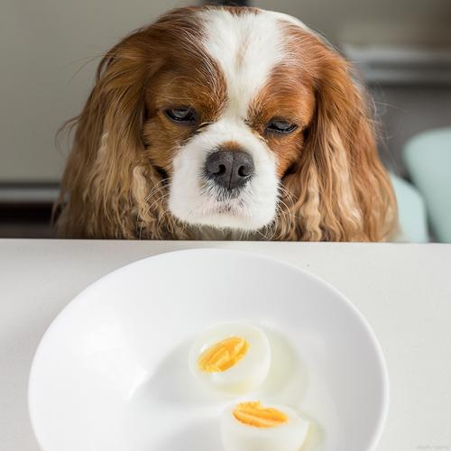 幼犬可以吃水煮蛋嗎