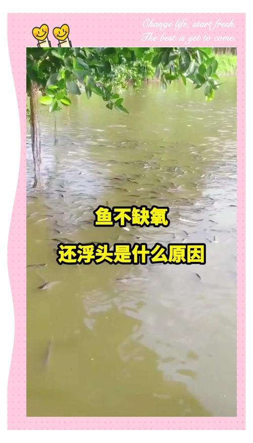 魚怎樣浮沉 - 深度解析魚類浮力調節的奧秘與其重要機制 1 魚怎樣浮沉