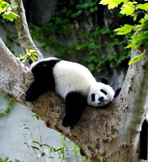 大熊貓在出生後大概多久開始練習爬樹