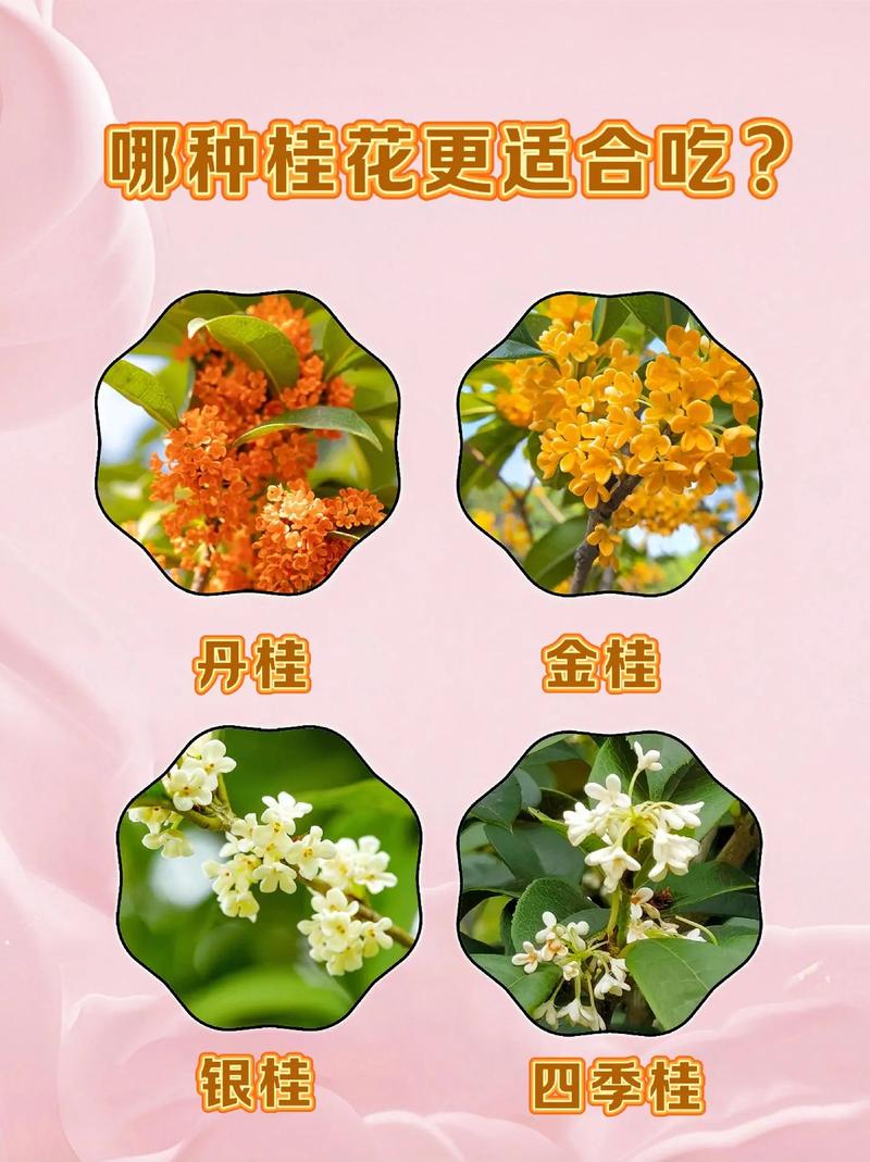 桂花是對生嗎