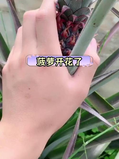 菠蘿會開花嗎