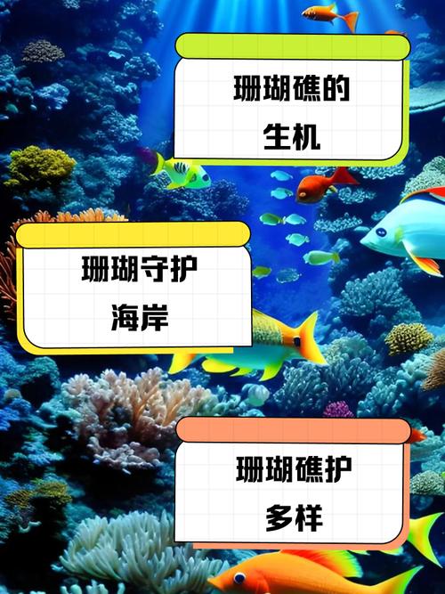 碰到珊瑚 怎麼辦