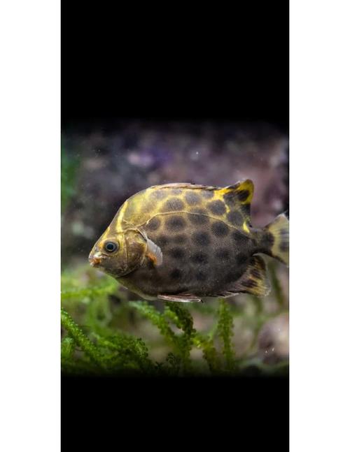 金錢魚能吃嗎:深入解析、食用指南與注意事項 1 金錢魚能吃嗎