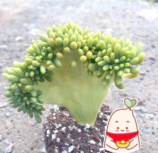 植物乾掉怎麼救