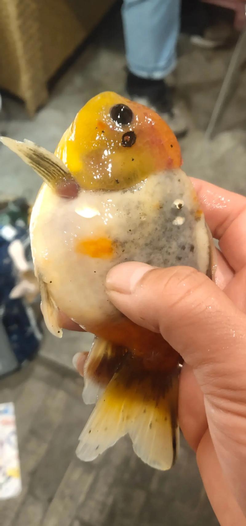 金魚突然死:深度解析常見死因、預防策略與緊急應對指南 3 金魚突然死