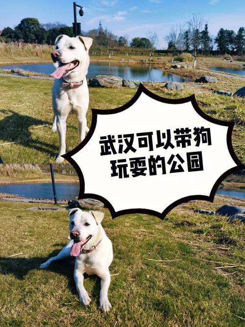 佳樂水可以帶狗嗎