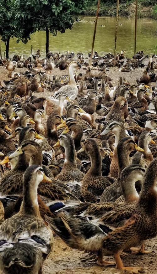 為什麼鵝會攻擊